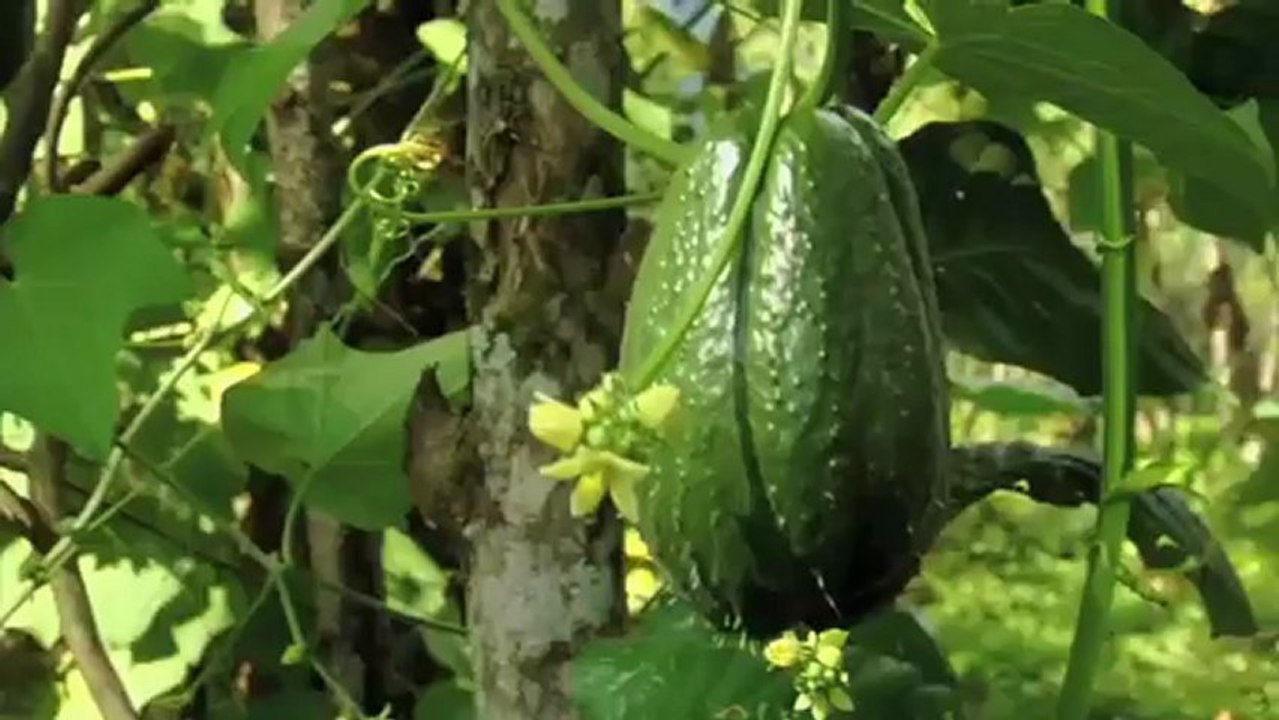 Coffee Industry Leaders Unite With Mercy Corps & Aldea Global to Help Nicaraguan Coffee Farmers Combat Seasonal Hunger