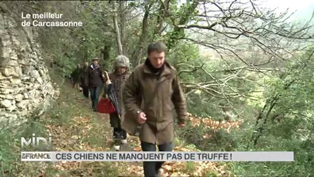 Midi en France France 3 chiens truffiers