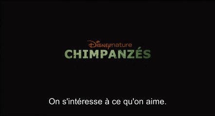 Chimpanzés - Featurette "Préservation des Chimpanzés" [VOST|HD] [NoPopCorn]