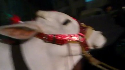 bakra eid 2012 jason gala salman cow 2