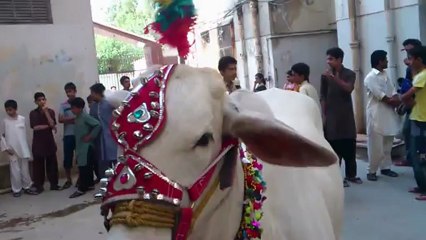bakra eid 2012 jason gala salman cow first day