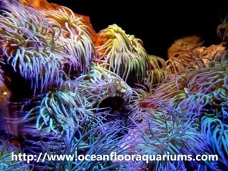 Ocean Floor Aquariums Jacksonville Fl