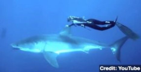 Hawaiian Diver Gains Fame as 'Shark Whisperer'