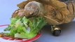 Sea Turtle Receives Prosthetic Limbs