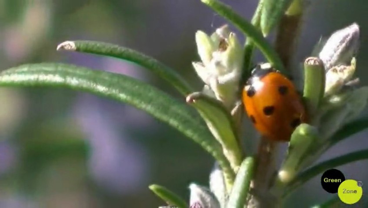 Jardin du Port au Blé, l'installation du potager en carrés.