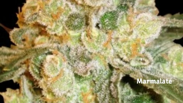 Expert Seed Bank - Delicious Feminised Seeds