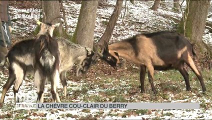 Midi en France France 3 Eleveur chèvre cou clair