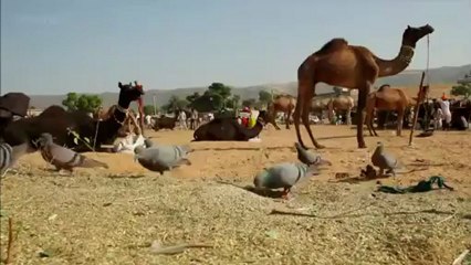 Chat errant attaque pigeon