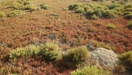Histoire du riz de Camargue