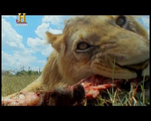 Evrim: Bağırsakların Evrimi