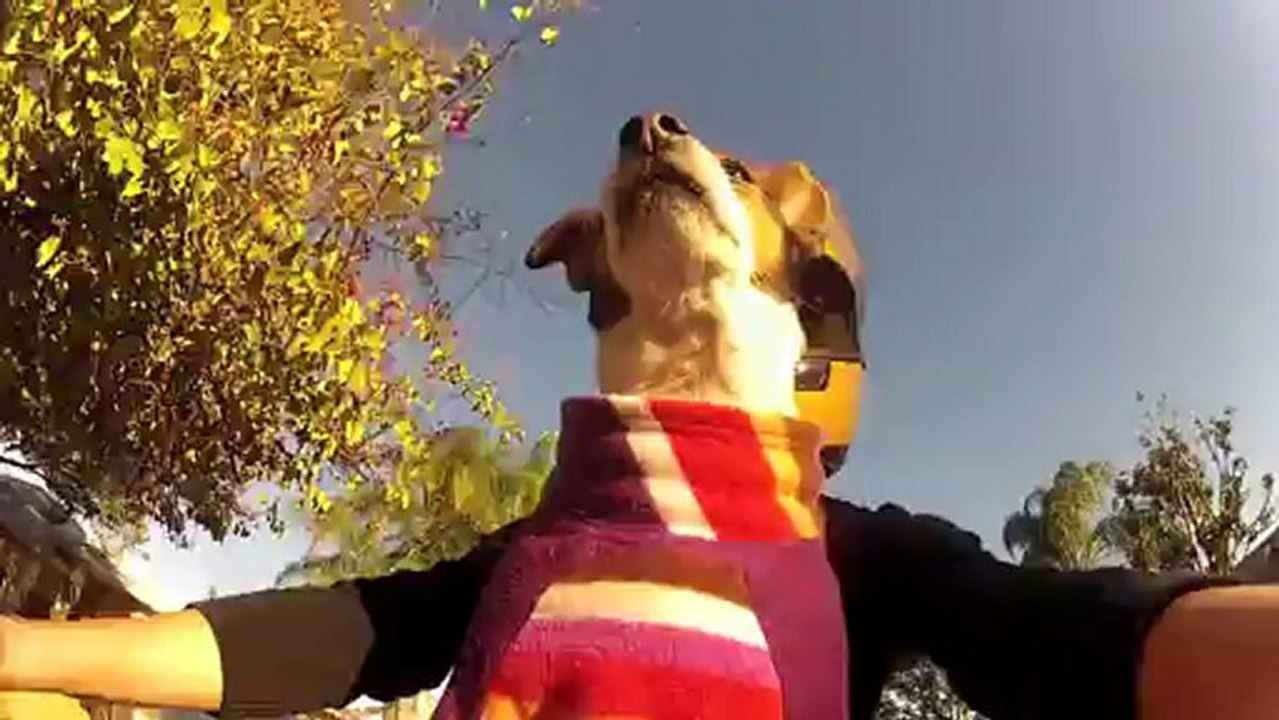 Doggy Rides Dirt Bike!