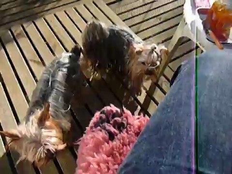 Mes Yorkshires profitent des premiers rayons de soleil