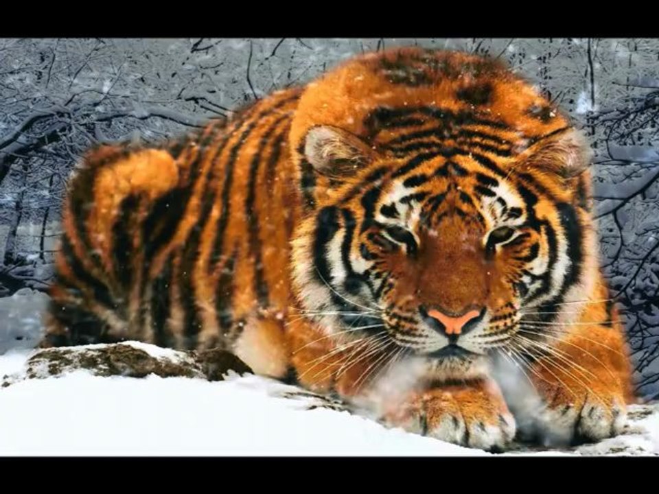 A Snowy Tale