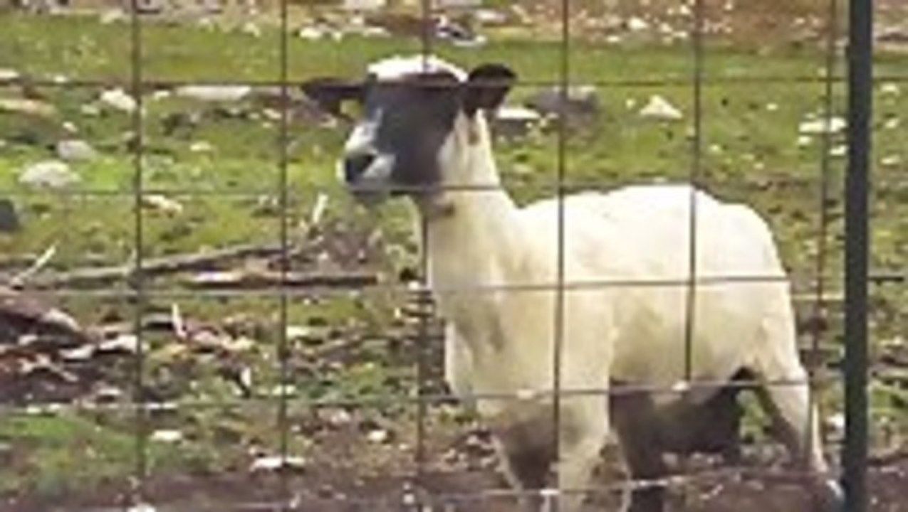 Goats Yelling Like Humans