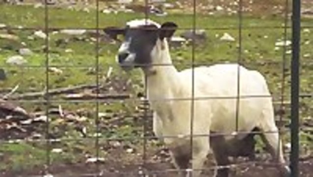 Goats Yelling Like Humans
