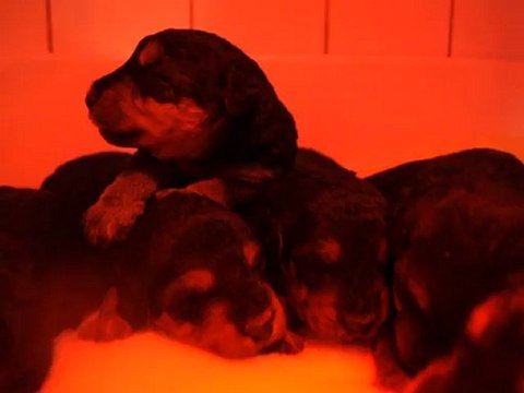 Bébés airedale Terrier