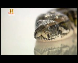 Evrim: Çenenin Evrimi