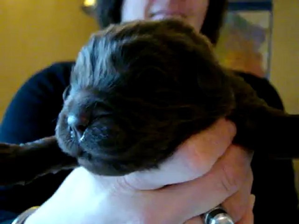MOV07368 chiot vert