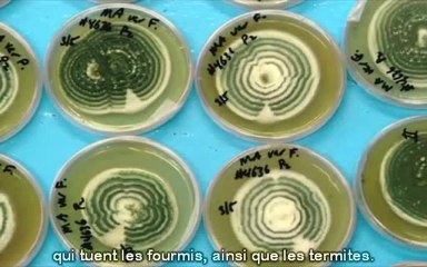 Paul Stamets des champignons pour sauver le monde_Economie Autonomisante, Activité, Autogestion, Nature ... 115