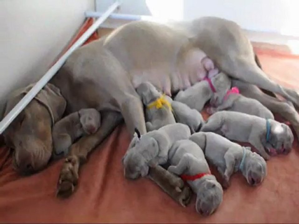 9 bébés de Folie & Falco 3jours