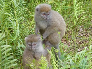 Ishlane Tours Voyages - Vidéo Andasibé Indri Lémuriens