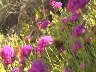 Lütfü Gültekin - Dağlar Ulu Avcı Yaman