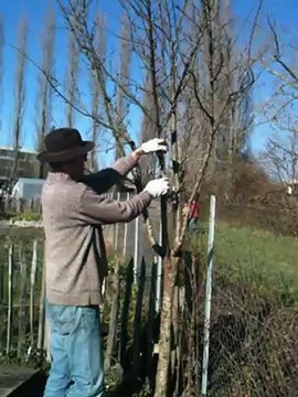 taille arbre fruitier aux jardins familiaux