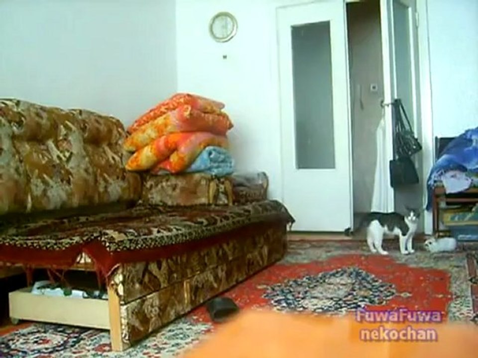 Chat course un lapin