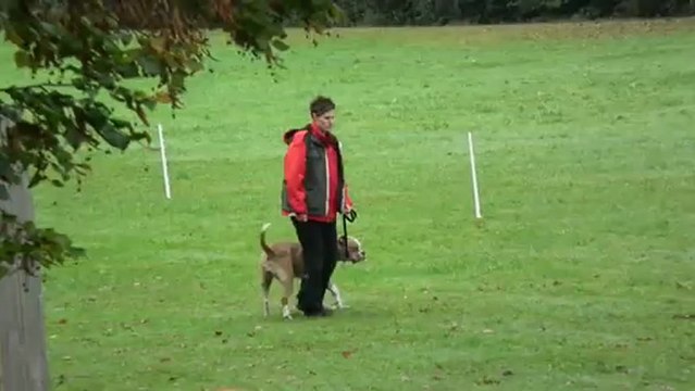 Eden bulldogband's Dune concours d'obe marche au pied