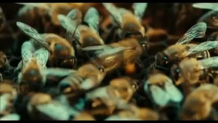 Interview de Markus Imhoof Des Abeilles et des hommes