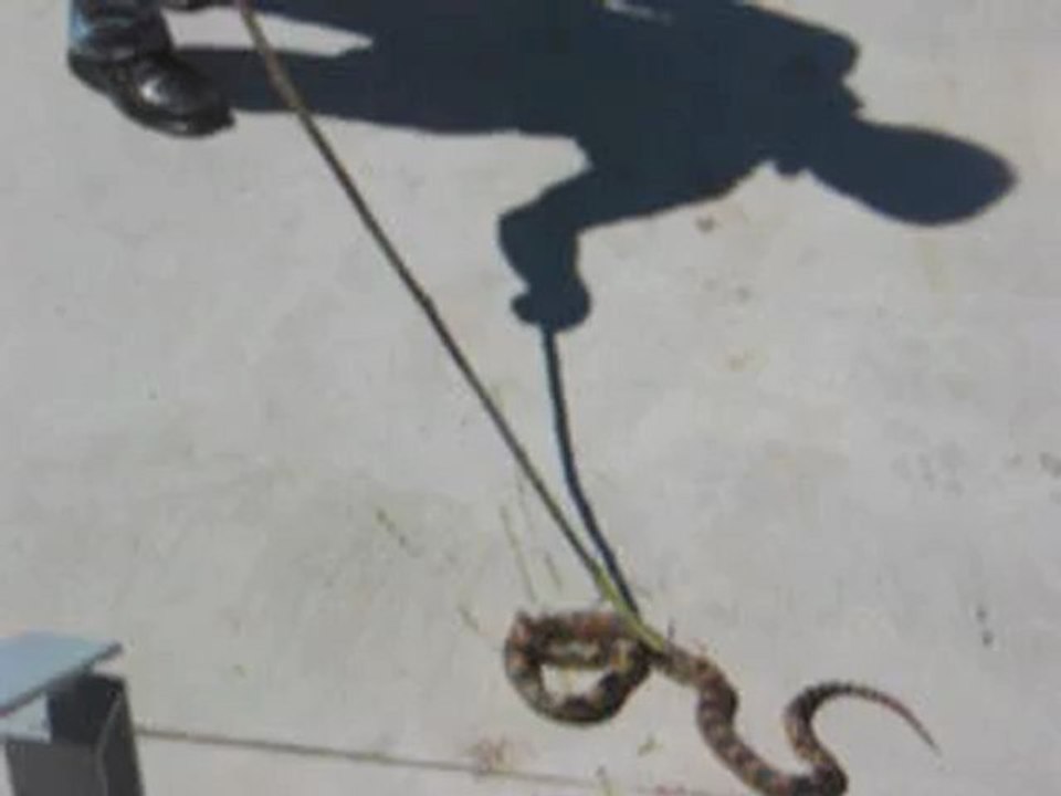 serpiente