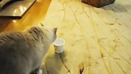 Cat's Head Gets Stuck in Yogurt Cup