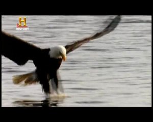 Evrim: Derinin Evrimi