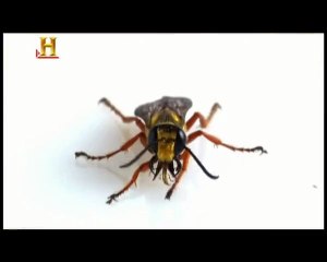 Evrim:  Zehrin Evrimi