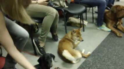 Зуки на мастер-классе В.Бельского