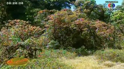 RuengLoa-20-Feb-2013-1