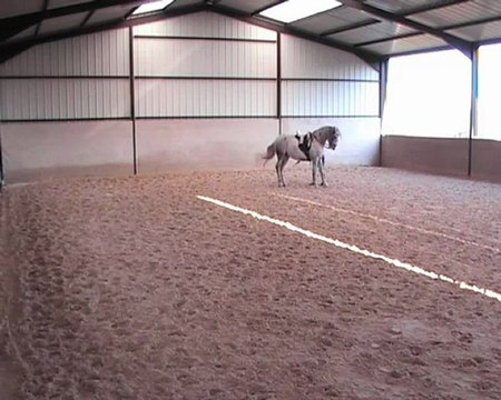 19.02.13 piaffer et apprentissage assis suite 2