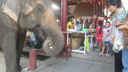elephant camp ayutthaya