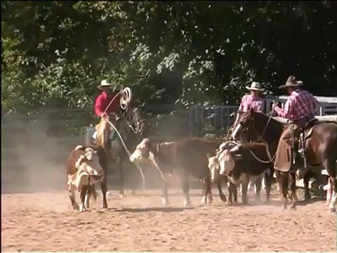 Cheval de Ranch 6°Ranch Roping