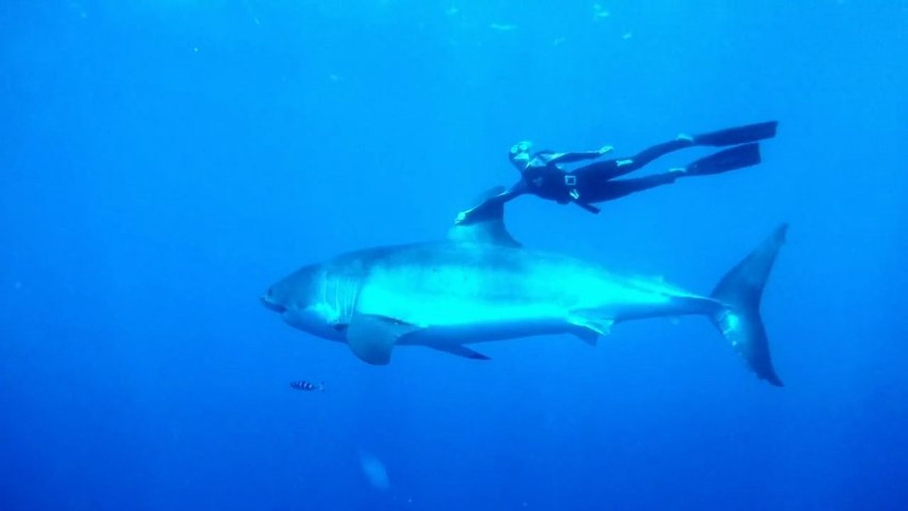 Cette plongeuse nage avec un grand requin blanc