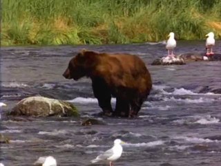 ayı kuşları kovalarken