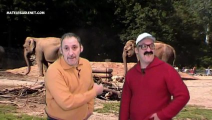 Que deviennent Baby et Népal les éléphantes de Lyon ?