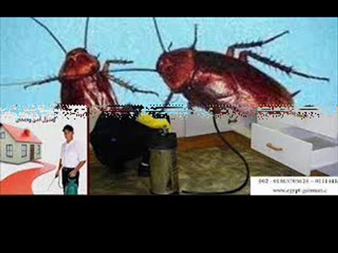 شركة مكافحة حشرات بالضمان 0506071722 شركة الشهيد رش مبيدات حشرية