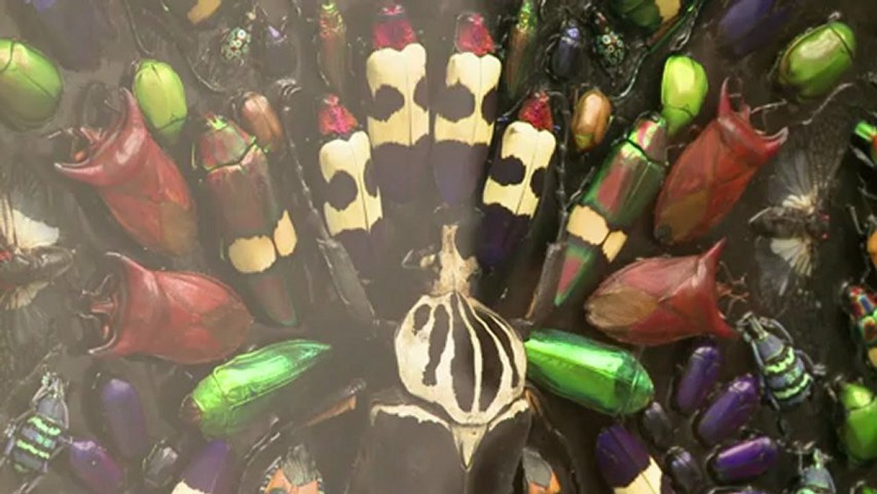 Des collages d'insectes morts signés Damien Hir...