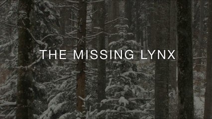 Romania - The Missing Lynx