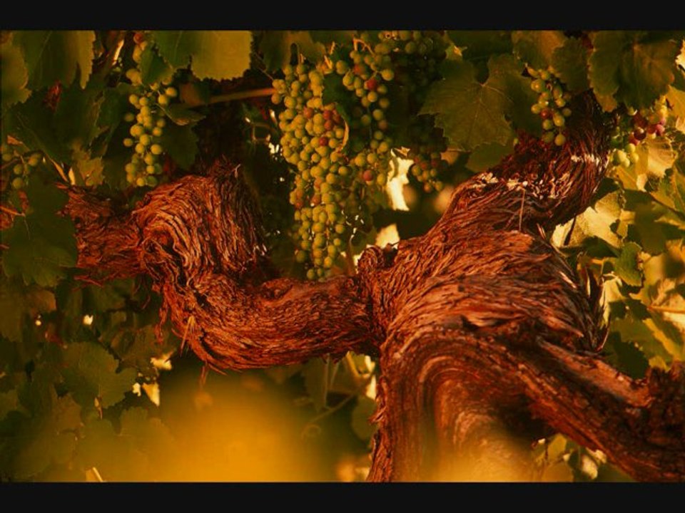 Henschke Vineyard Introduction from Online wine merchant 'Williams Mckenna Wines'