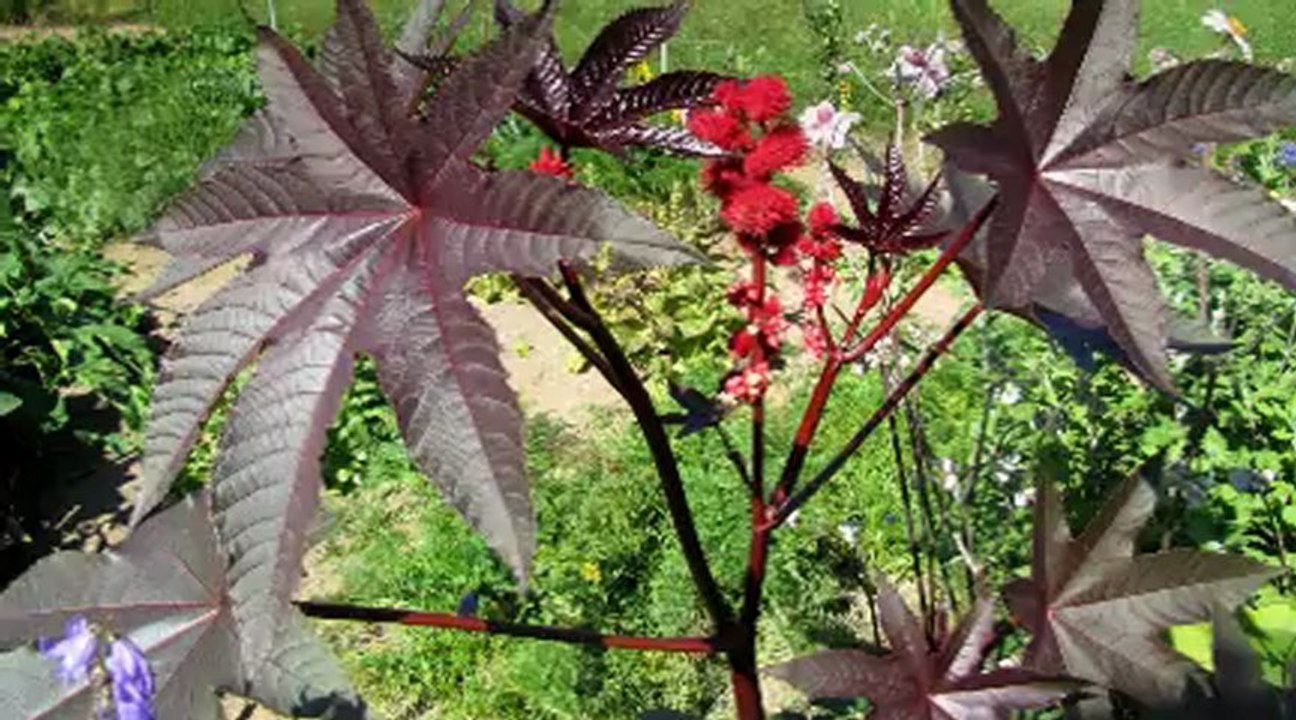 Présentation de l'ITERG, Institut des corps gras