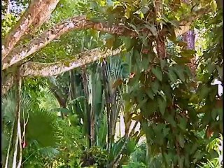 Naples Zoo at Caribbean Gardens Part 2