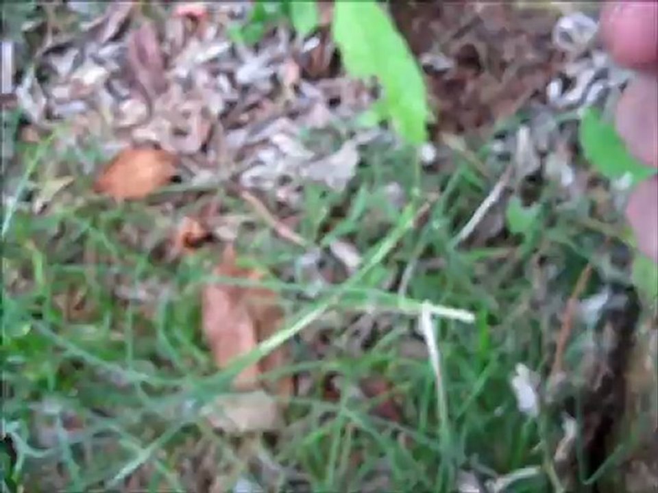 Wild Foraging Series Wild Garlic