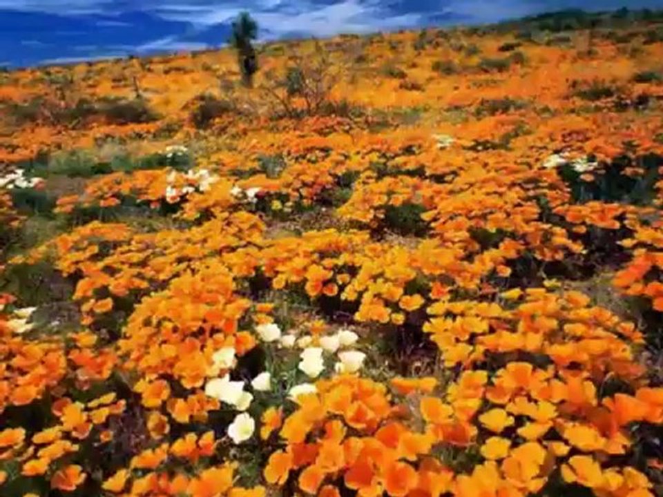 Yıldız Çam    -  Gine yeşillendi germir bağları